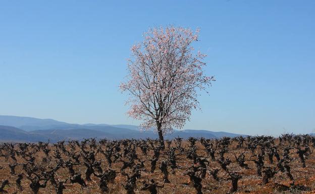 Almendro entre viñas en el Bierzo.