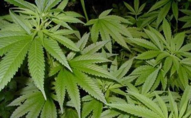 En el momento de la detención le fueron incautados 600 kilos de marihuana.