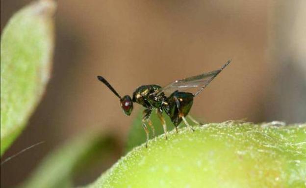 Avispilla del castaño./