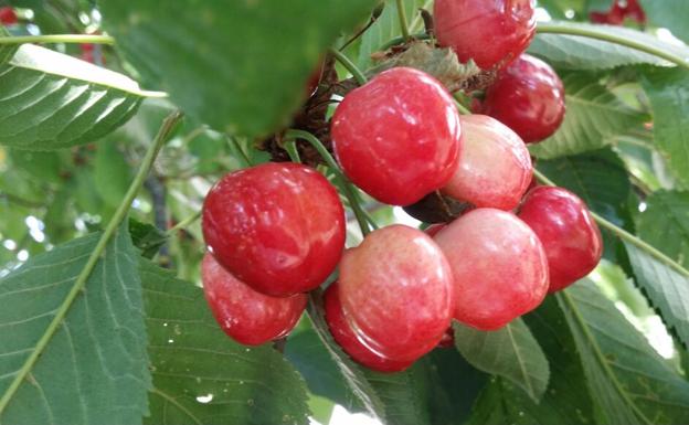 Cerezas del Bierzo./