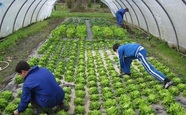 Agricultura ecológica. /