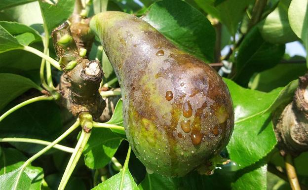 El fuego bacteriano en un frutal del Bierzo.