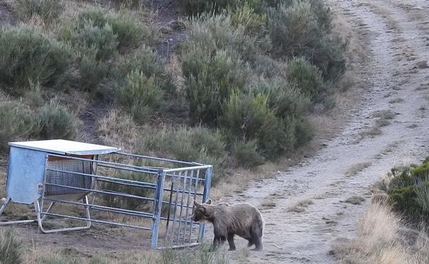 Los plantígrados alimentándose del pienso en una finca de León./Fundación Oso Pardo