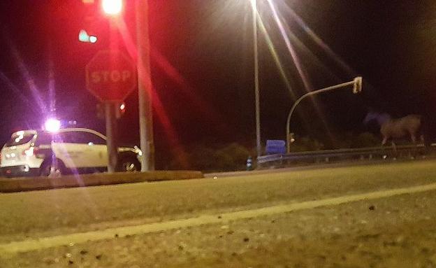 Efectivos de la Guardia Civil bloquean el paso del caballo en el medio de la Nacional 120./