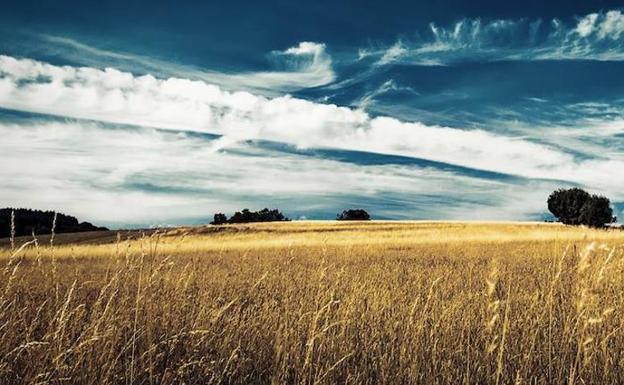Campo de cereal leonés./