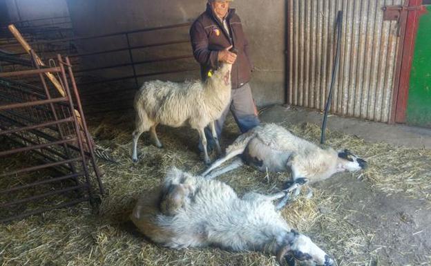 Los ganaderos denuncian tres ataques de lobo en Fresnadillo cinco días después de la visita de los técnicos de la UE