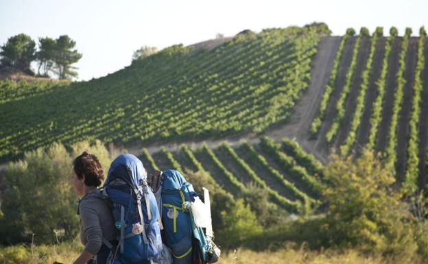 Imagen de un grupo de viñedos en El Bierzo./