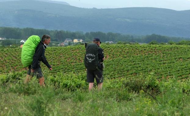 Viñedos en El Bierzo./César Sánchez