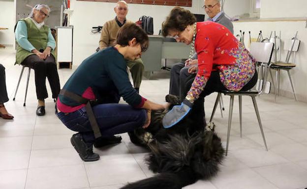 Terapia asistida con perros. /