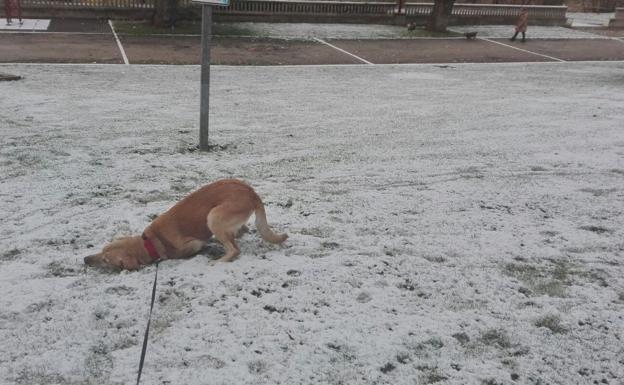 Un perro se pasea este martes por un parque de la capital./