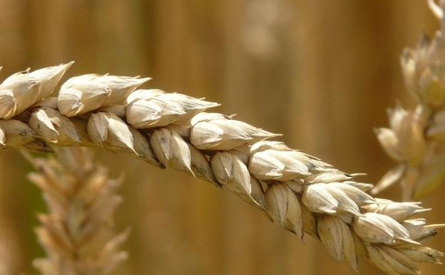La producción de trigo tuvo una caída del 60%./