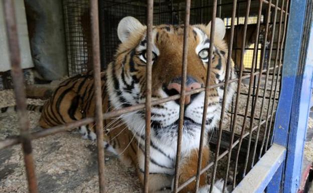 Un tigre enjaulado, listo para participar en un circo./