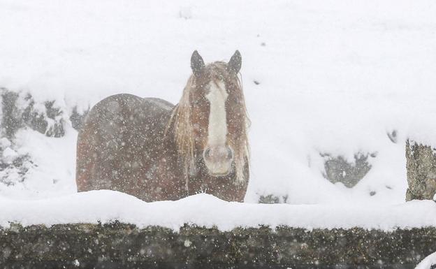 Imagen de un caballo bajo la nieve en las últimas tormentas en la provincia./Campillo