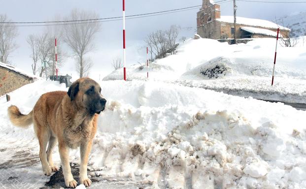 Imagen de un perro recorriendo una zona nevada./Ical