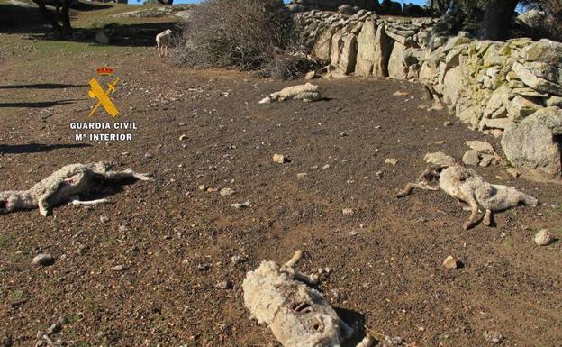 Imagen de las ovejas localizadas muertas por falta de alimento./