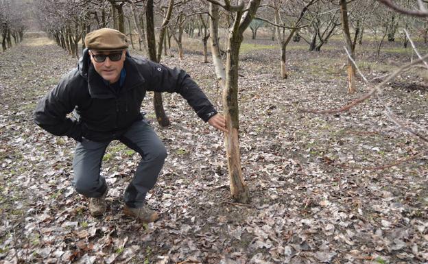José Manuel Lobato muestra los daños provocados por los conejos en un manzano./E.Jiménez