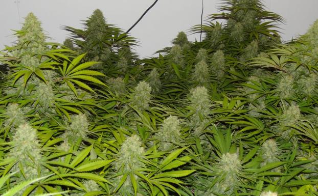 Plantas de marihuana, en una imagen de archivo. /