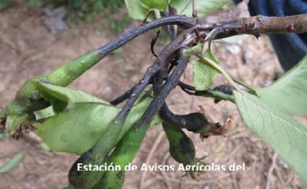 Ramillete de peras infectado de fuego bacteriano./