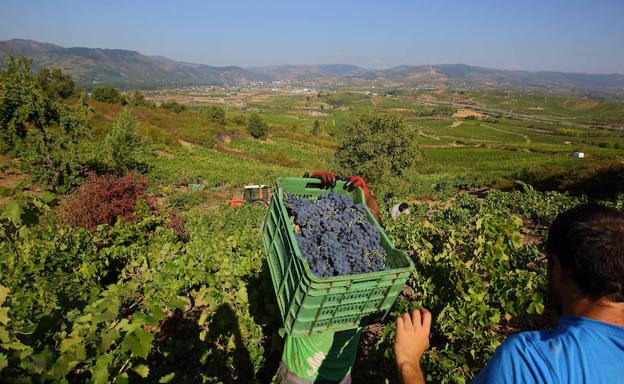 Primeros días de vendimia en la D.O. Bierzo./César Sánchez