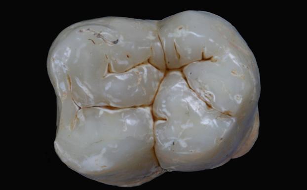 Molar inferior de Gigantopithecus blacki, de la cueva Chuifeng, de 12,97 milímetros.