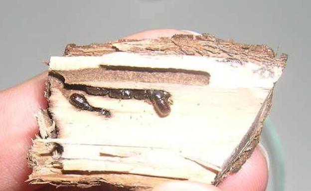 lería de Xileborus dispar en el interior de una rama de peral, con los adultos recién avivados en su interior./