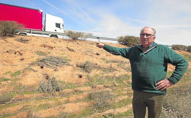 Higinio Gallego, agricultor de Morales de Toro (Zamora), muestra las madrigueras en un talud de la A-11. /Mariam A. Montesinos