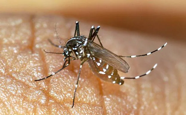 Ejemplar de mosquito tigre, aedes albopictus, cuya picadura es dolorosa y produce el enrojecimiento de la piel./AFP