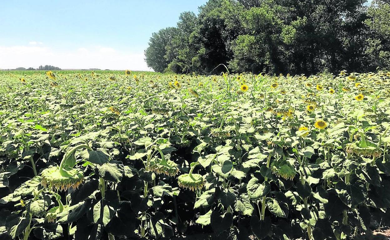 El girasol gana  hectáreas en un año que será «regular» en cosecha |  leonoticias