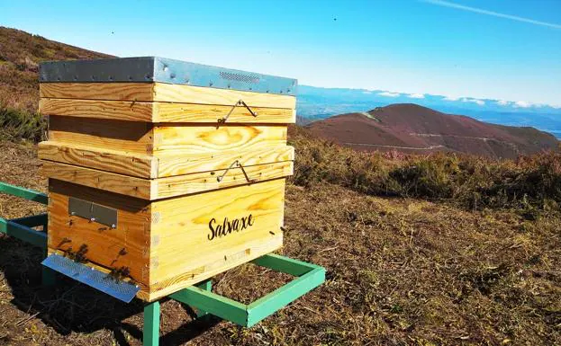 Imagen de uno de los panales de Salvaxe./