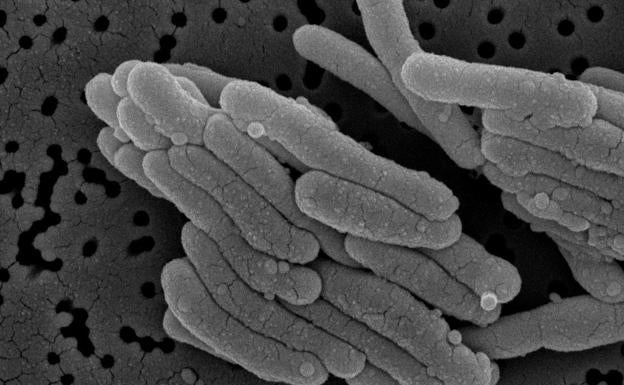 ¿Has oído hablar del efecto perros pitbull con esteroides? Aquí está