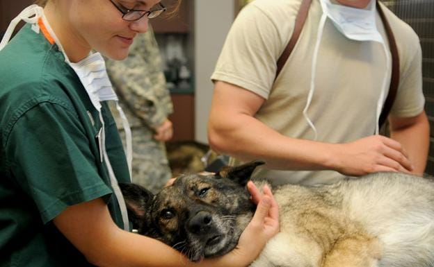 Los veterinarios reclaman su «incorporación real» al Sistema Nacional de Salud