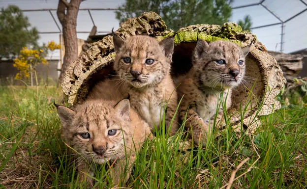 Tres crías de lince ibérico nacidas en cautividad.