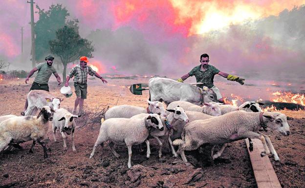Un ganadero reúne a su rebaño de ovejas para ponerlo a salvo de la ola de incendios desatada en Turquía el pasado agosto./AFP