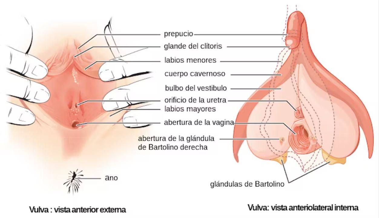 Vista interna y externa de la vulva.